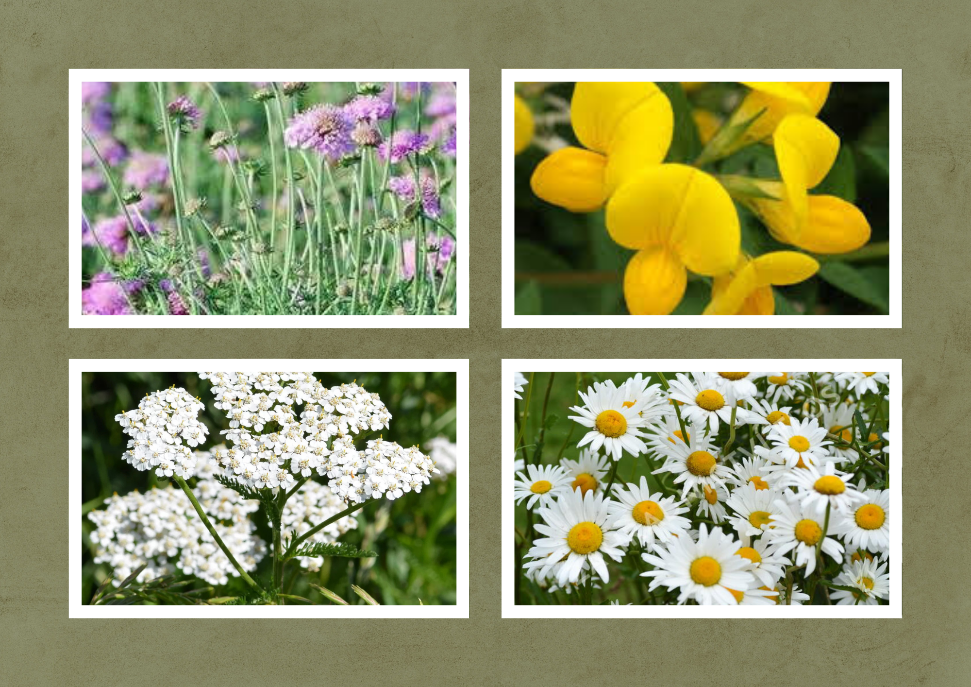 Soleil Sauvage – Native Window Box Kit - 2